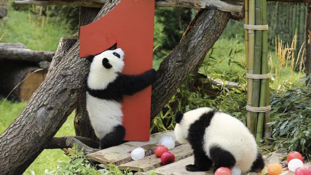 berlin hayvanat bahcesinde ikiz pandalarin dogum gunu kutlandi qqMAcl8w