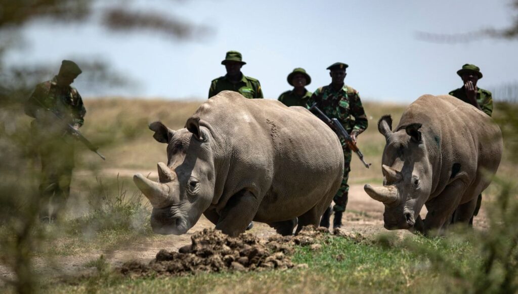 bu hayvanlardan sadece iki tane var 24 saat silahli koruma 7wsUC4RX