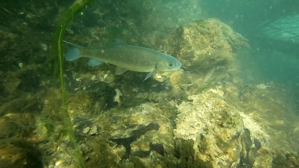 duden cayindaki baliklar 4 yil sonra geri dondu lgYZ5rZN