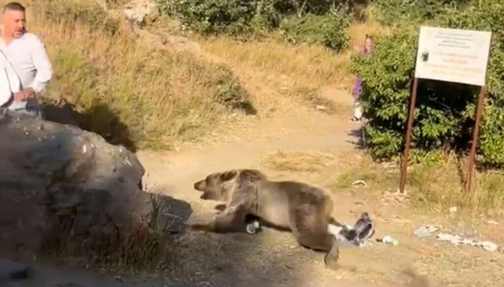 kucaginda bebekle ayi saldirisina ugradi afEK5pGH