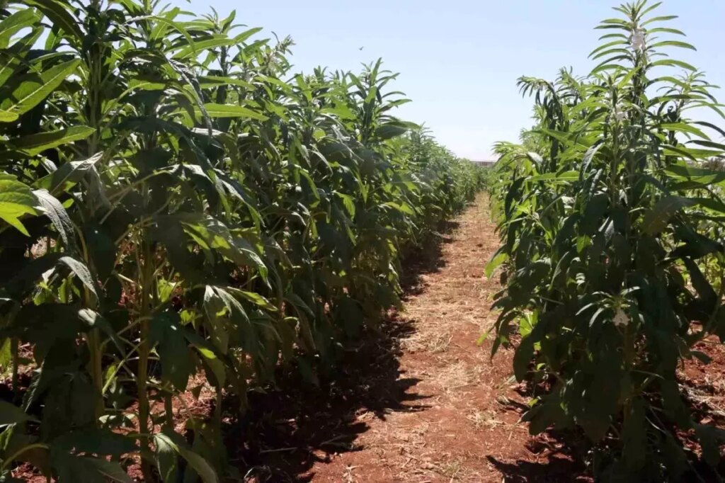 sanliurfada urfa susami uretimi tesvik ediliyor XkczcgXC