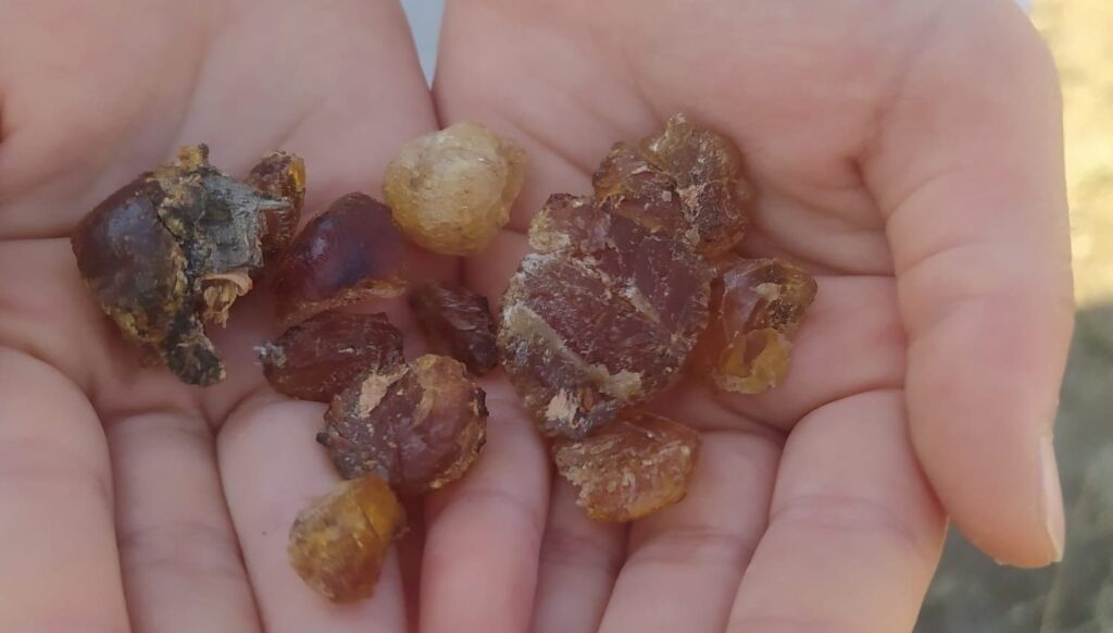 bolge halki tarafindan sifa kaynagi olarak tanimlaniyor lHalL6WA