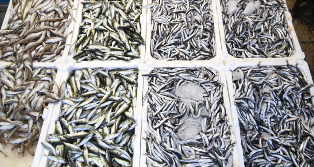 gecen yil palamut bollugu vardi bu yil istavrit one cikti fiyatlar 100 liradan basliyor i8HjS7Ht