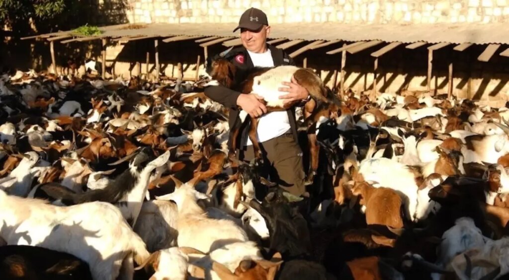 Gönüllü Dernekten Afrika’ya Süt Keçisi Desteği