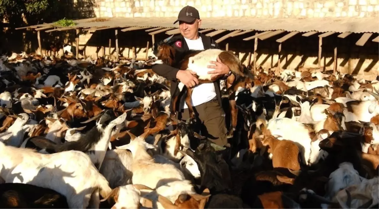 gonullu dernekten afrikaya sut kecisi destegi bWi9EzGz