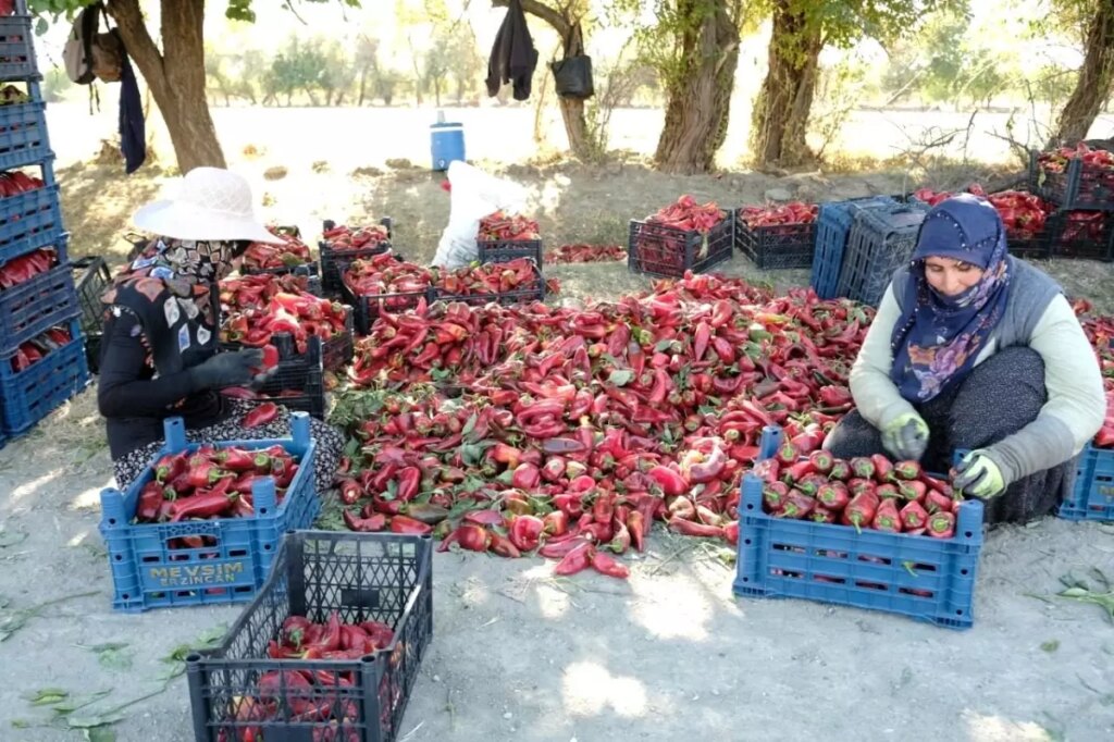 kadinlarin gucuyle 100 ton uretim AmUP4Unq