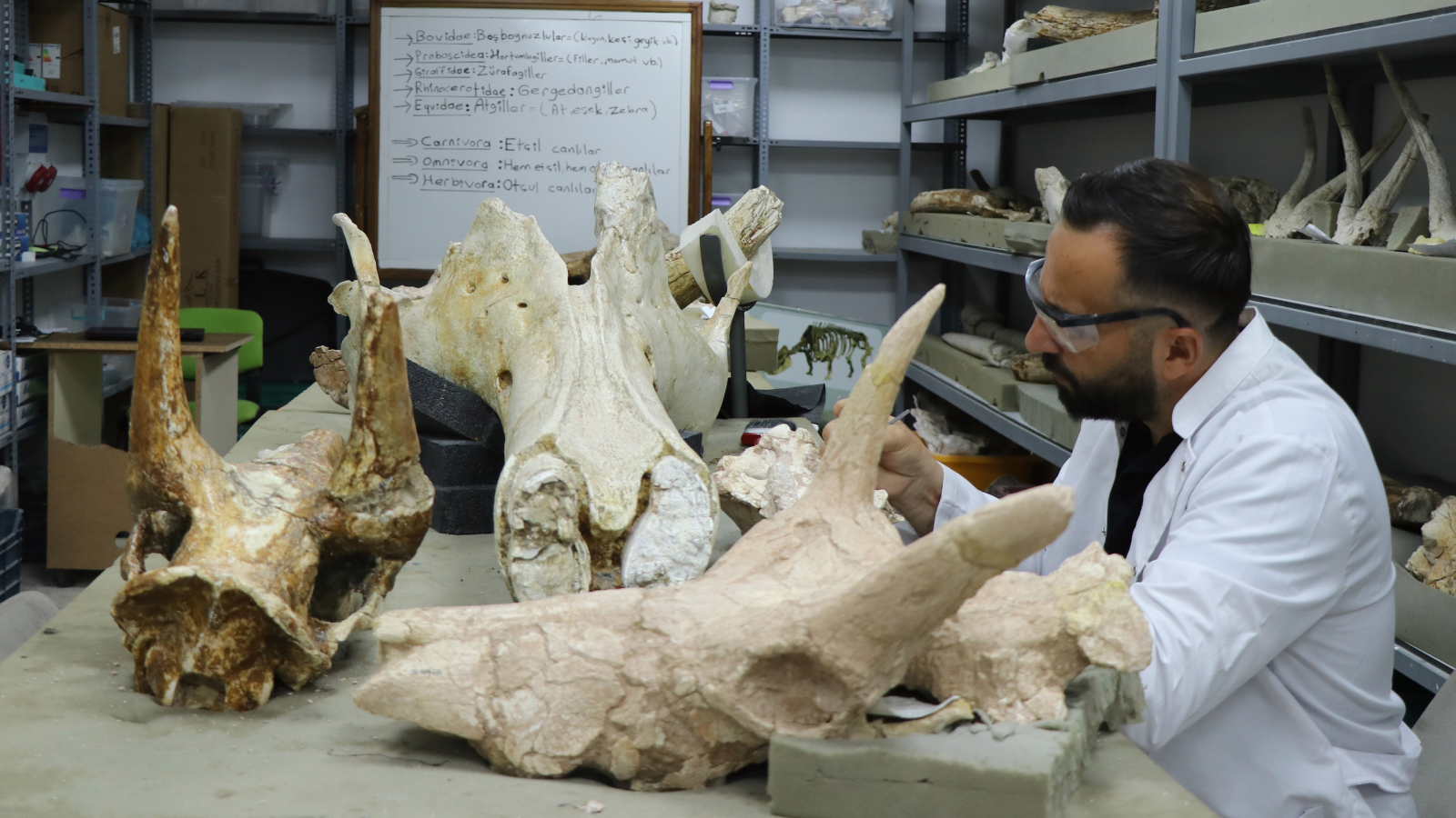 kayseride tarihi kesif 77 milyon yillik 3 fil kafatasi bulundu x7APPXNm