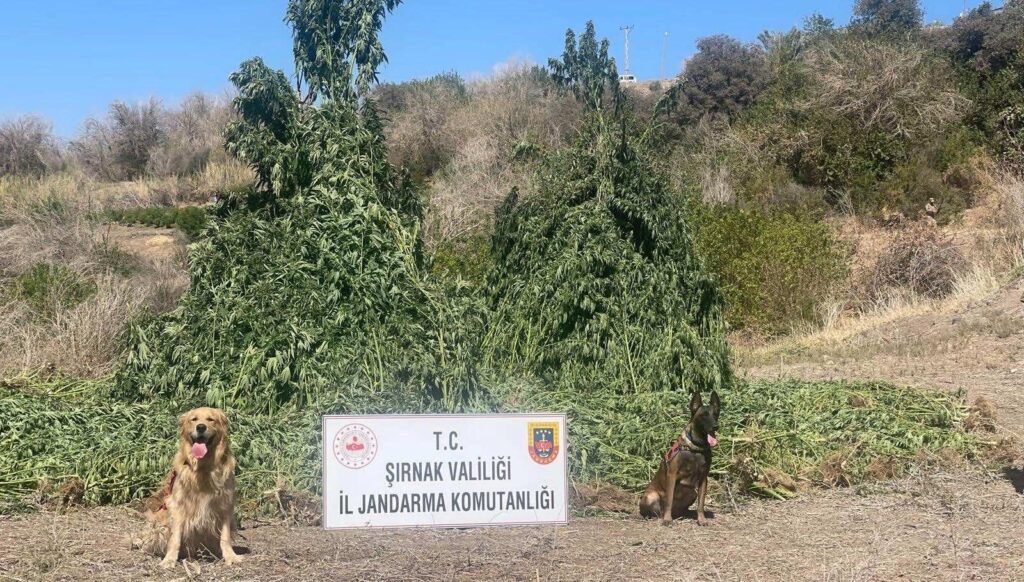 Şırnak’ta kenevir operasyonu: 5 kişi gözaltına alındı