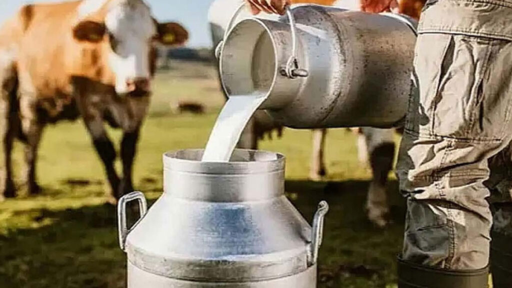 tuikten toplanan inek sutu aciklamasi yuzde 07 artis kxrXFrnk