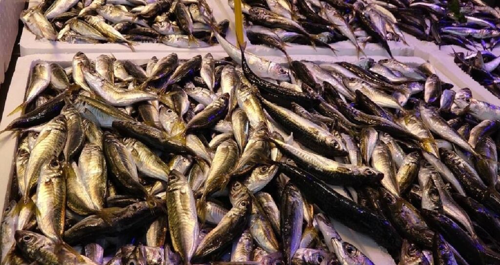 yasak bitti balik tezgahlari senlendi istavrit mezgit cipura ve somonun fiyati belli oldu e6RgQ9Mk