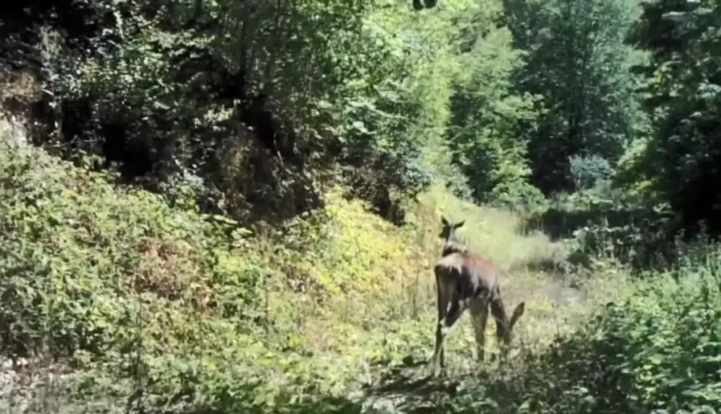 yedigollerde kizilgeyik goruntulendi hImEUf8j