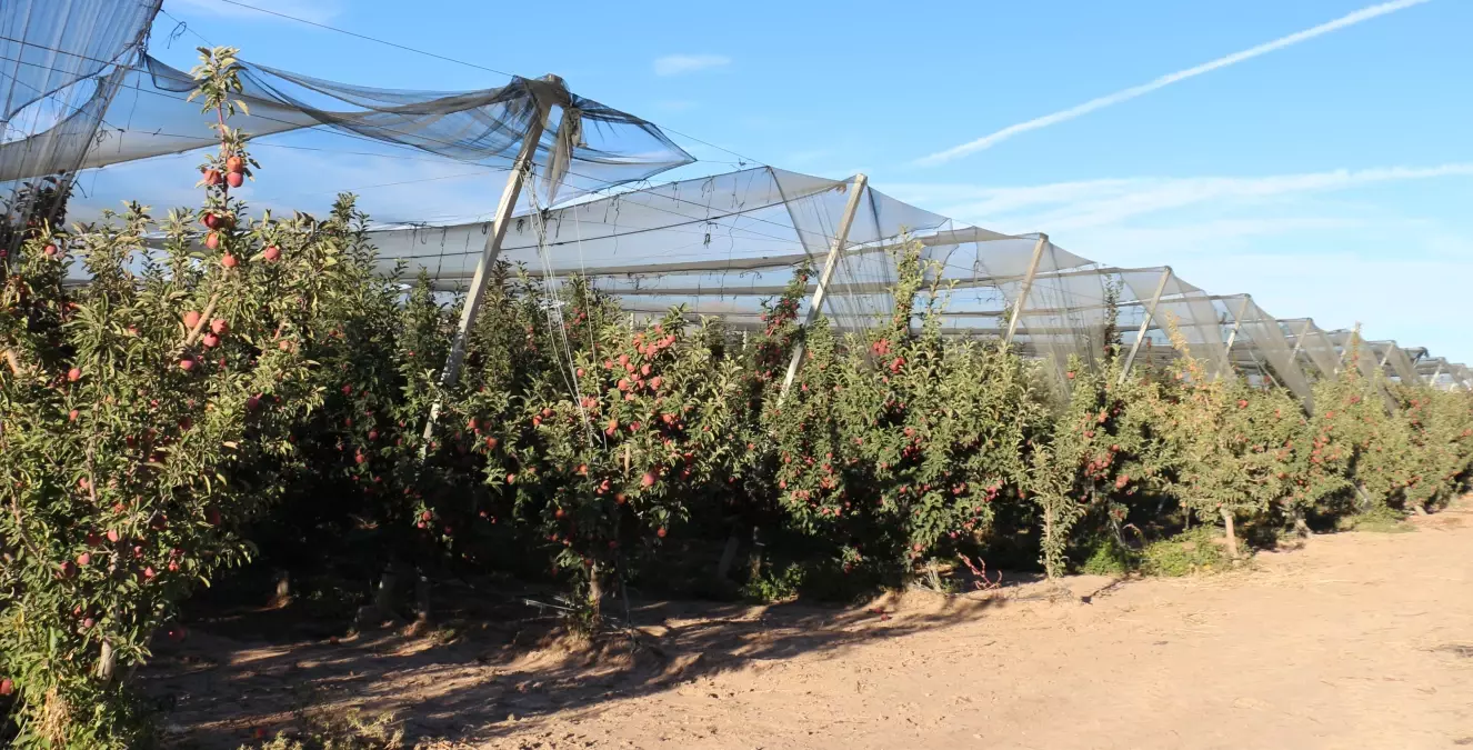 ispartada elma rekoltesi dustu q1nVurxf.jpg