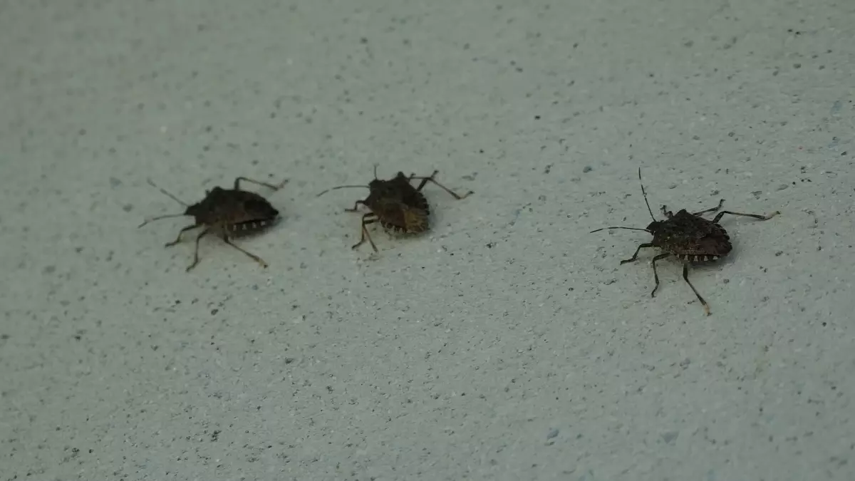 kahverengi kokarca uyarisi cilde temas edilmemeli GLA6BidE.jpg