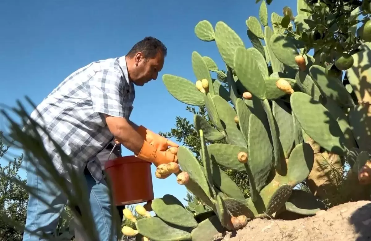 mersinde dikenli incir dondurmasi uretimi basladi 2uHK7hdq.jpg