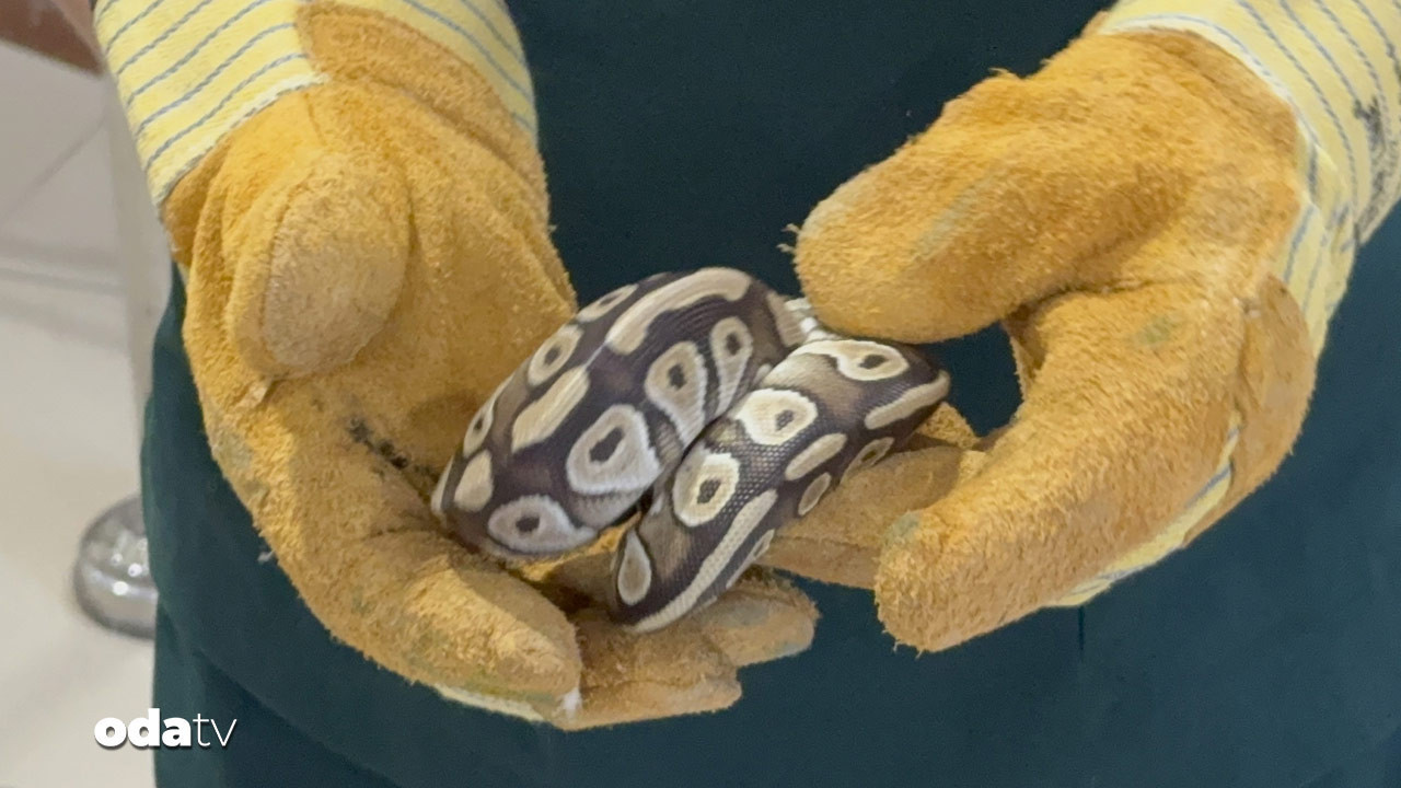 polisleri bile sasirtan olay cebinden piton cikti 28DMkgGa.jpg