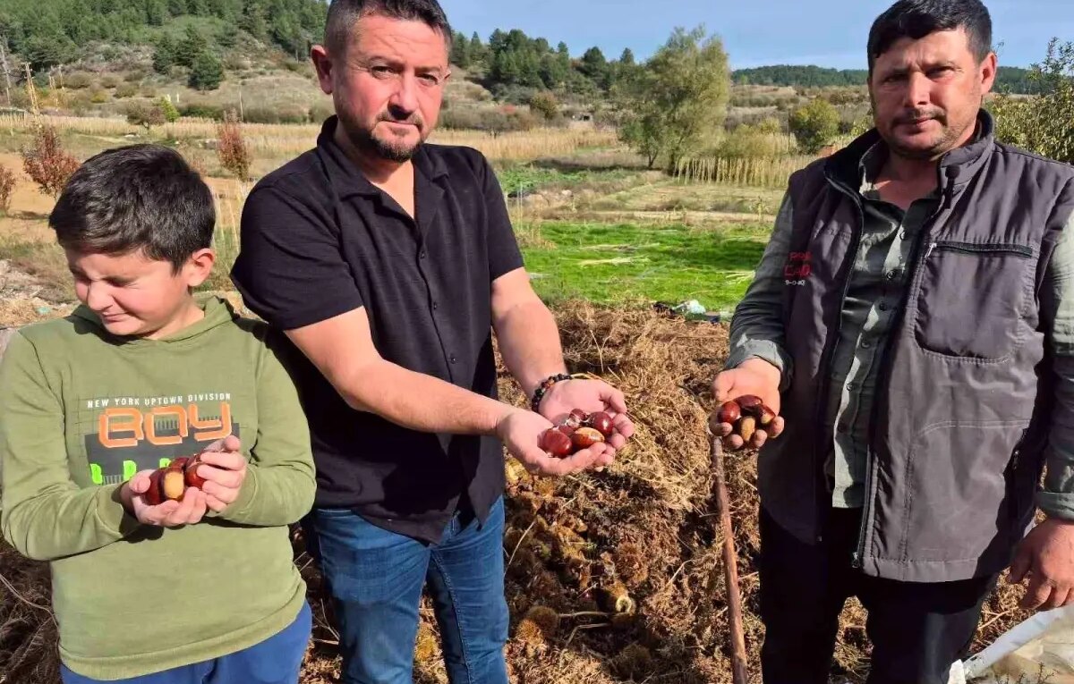 buldanda kestane hasadi basladi UvVQdg18.jpg