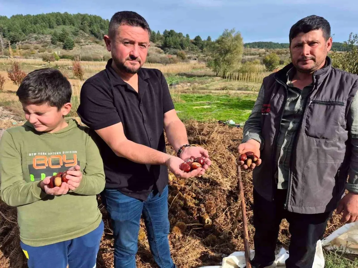 buldanda kestane hasadi basladi UvVQdg18.jpg