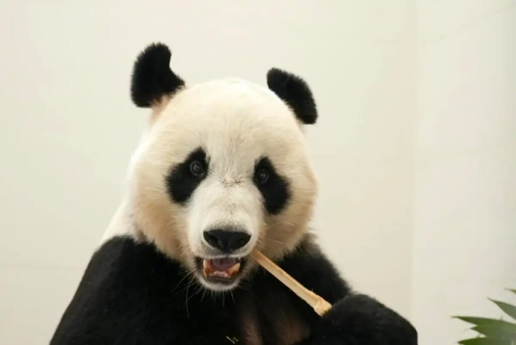 cinde yeni dev panda ussu acildi G5WStfz7.jpg