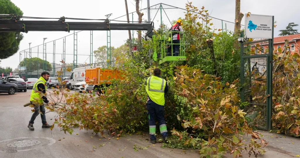 istanbul maltepede budama zamani xfSguNdD.webp