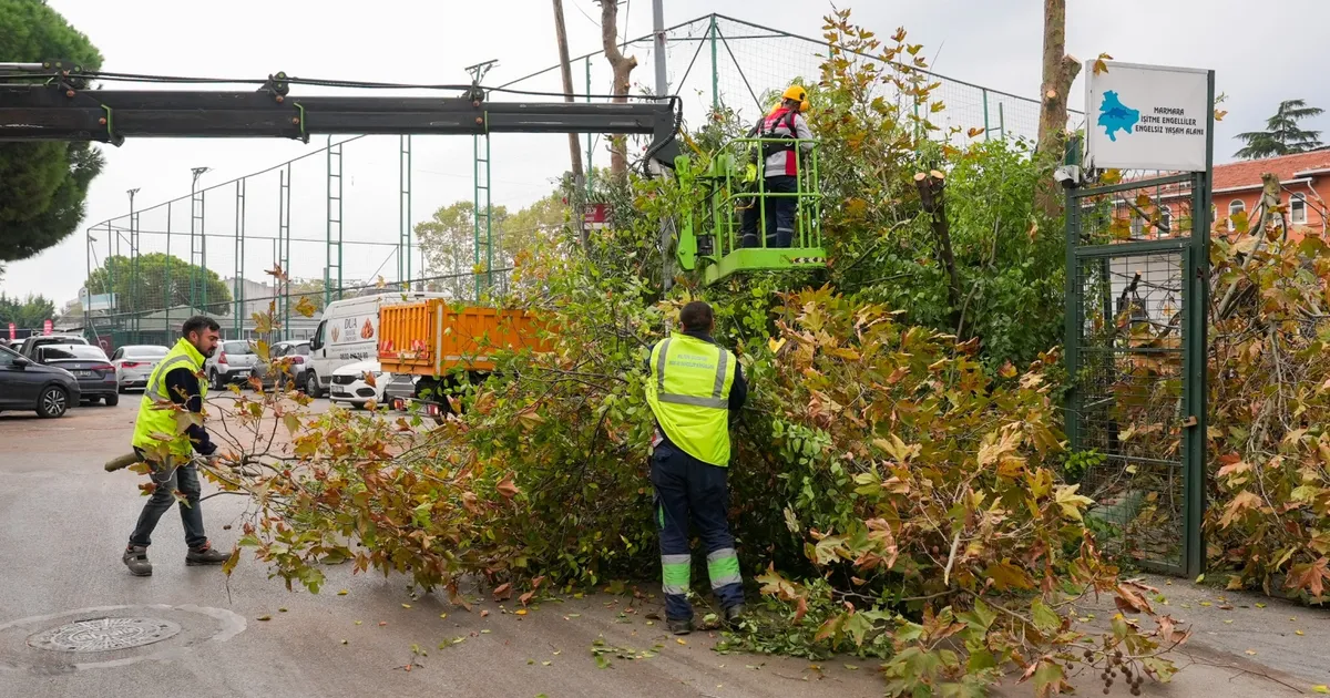 istanbul maltepede budama zamani xfSguNdD.webp