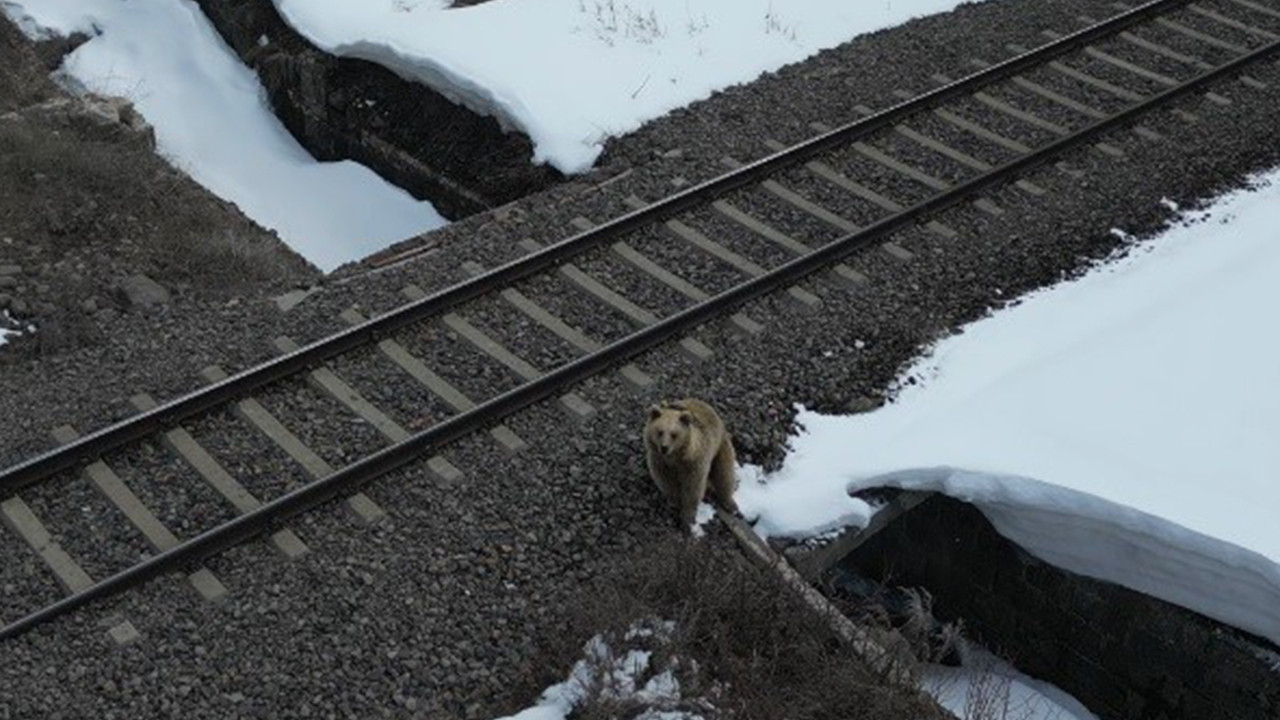 Boz Ayının Drone ile Karşılaşması Sosyal Medyada İlgi Odağı Oldu