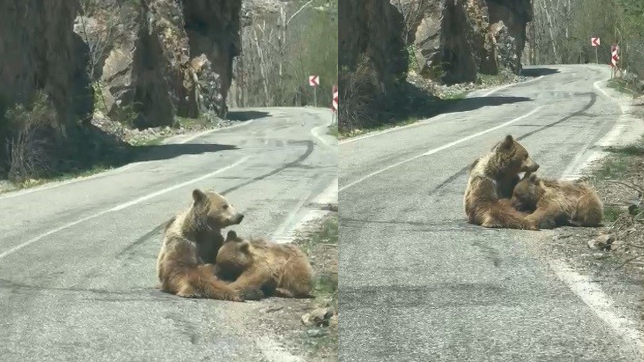 Munzur Vadisi’nde Doğanın Büyüsü: Anne Ayı Yavrusunu Yol Kenarında Emziriyor
