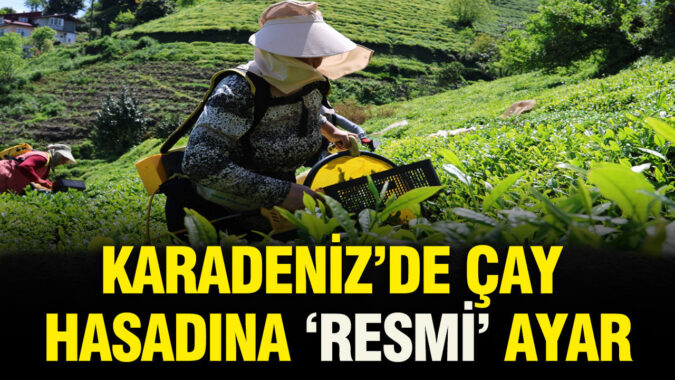 Karadeniz Çay Hasadında Fiyatlar Resmi Olarak Belirlendi