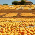 Zirai donun ardindan yuzler yeniden guldu malatyada bereketli hasat donemi 8PTwOrud